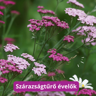 Szarazsagturo_hosszan_viragzo_evelok