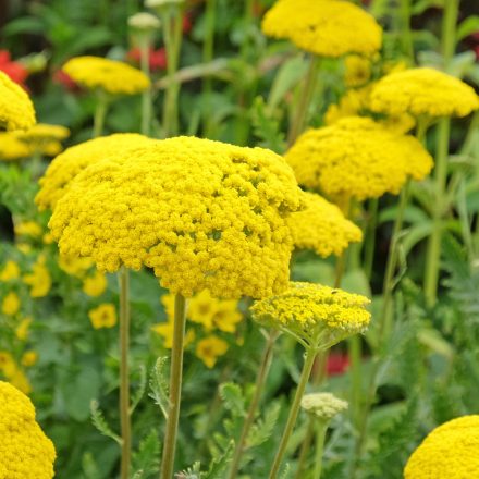 Achillea filipendulina Coronation Gold - jószagú cickafark