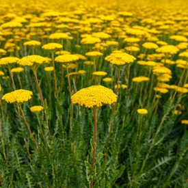 Achillea filipendulina Cloth of Gold - jószagú cickafark