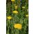 Achillea filipendulina Cloth of Gold - jószagú cickafark