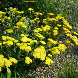 Achillea Little Moonshine - balkani cickafark