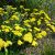 Achillea Little Moonshine - balkáni cickafark