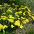 Achillea Little Moonshine - balkani cickafark