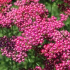 Achillea millefolium Cassis - közönséges cickafark