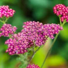 Achillea millefolium Cassis - közönséges cickafark
