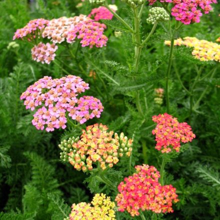 Achillea millefolium Colorado - cickafark