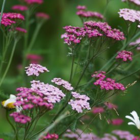 Achillea millefolium Cerise Queen - cickafark