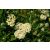 Achillea millefolium Desert Eve Cream- közönséges cickafark