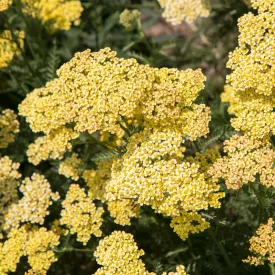 Achillea millefolium Desert Eve Light Yellow - cickafark