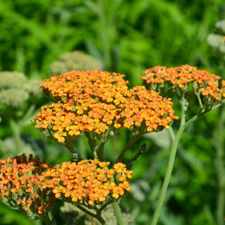 Achillea millefolium Desert Eve Terracotta - cickafark