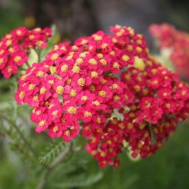 Achillea millefolium Paprika - cickafark
