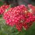 Achillea millefolium Paprika - cickafark