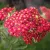 Achillea millefolium Paprika - cickafark