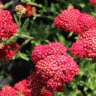 Achillea millefolium Paprika - cickafark