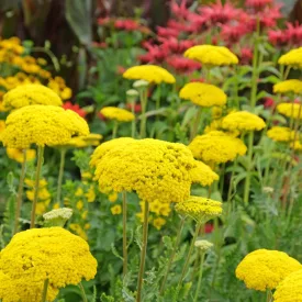   Achillea filipendulina Parker's Variety - jószagú cickafark