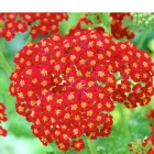 Achillea millefolium Red Velvet - cickafark
