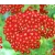 Achillea millefolium Red Velvet - cickafark