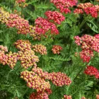 Achillea millefolium Red Velvet - cickafark
