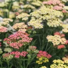 Achillea millefolium Summer Pastels - közönséges cickafark