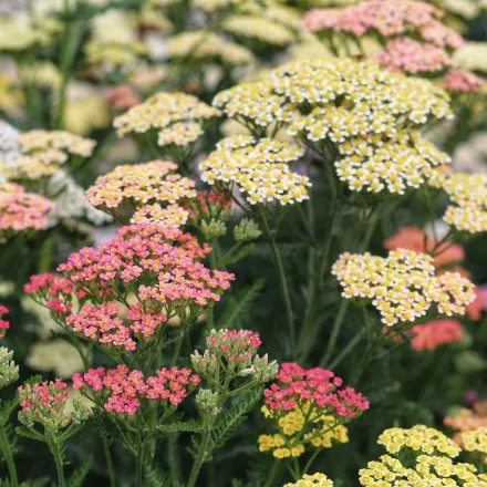 Achillea millefolium Summer Pastels - közönséges cickafark