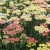 Achillea millefolium Summer Pastels - közönséges cickafark