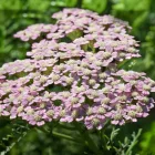 Achillea millefolium Summer Pastels - közönséges cickafark