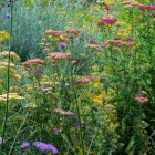 Achillea millefolium Summer Pastels - közönséges cickafark