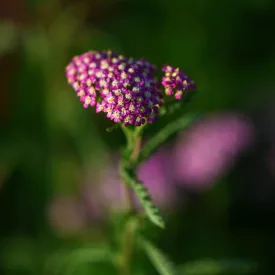 Achillea millefolium Summerwine - közönséges cickafark