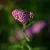 Achillea millefolium Summerwine - közönséges cickafark