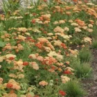 Achillea millefolium Terracotta - közönséges cickafark