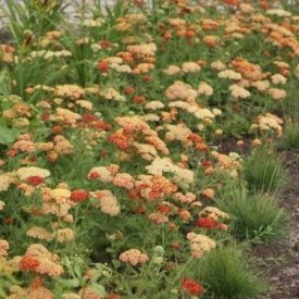 Achillea millefolium Terracotta - közönséges cickafark