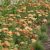 Achillea millefolium Terracotta - közönséges cickafark