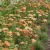 Achillea millefolium Terracotta - közönséges cickafark