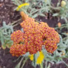 Achillea millefolium Terracotta - közönséges cickafark