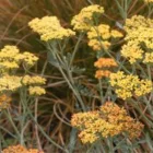 Achillea millefolium Terracotta - közönséges cickafark