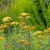 Achillea millefolium Walter Funcke - cickafark