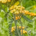 Achillea millefolium Walter Funcke - cickafark