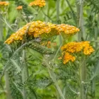 Achillea millefolium Walter Funcke - cickafark