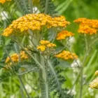 Achillea millefolium Walter Funcke - cickafark