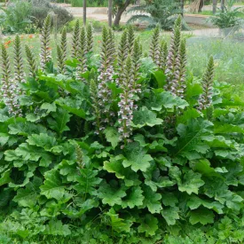 Acanthus mollis - medveköröm