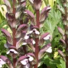 Acanthus mollis - medveköröm