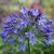 Agapanthus Blue Globe - szerelemvirág