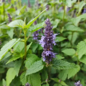 Agastache Black Adder - izsópfű, ánizsmenta