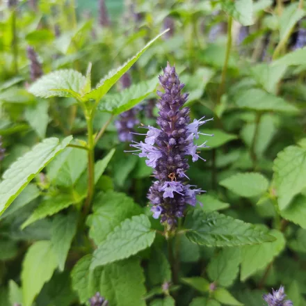 Agastache Black Adder - izsópfű, ánizsmenta