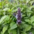 Agastache Black Adder - izsópfű, ánizsmenta