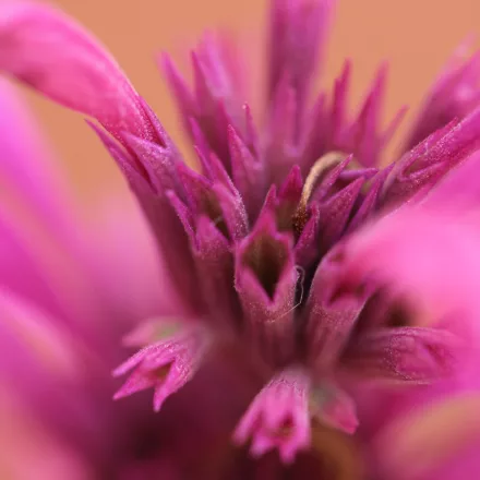 Agastache Bolero - izsópfű, ánizsmenta