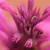 Agastache Bolero - izsópfű, ánizsmenta