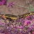 Agastache cana- izsópfű, ánizsmenta