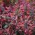 Agastache Kudos Red - izsópfű