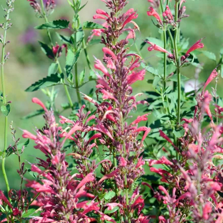 Agastache Morello - izsópfű, ánizsmenta